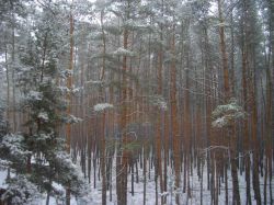B-Winter-Forest
