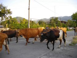 B-lagodekhi-cows