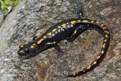 GM salamandra caucasica