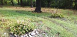 G dendropark after