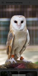 G Barn Owl Wiki