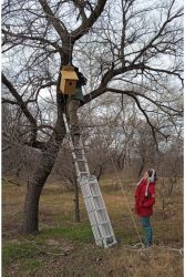 G ladder